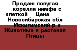 Продаю попугая “ корелла нимфа с клеткой. › Цена ­ 5 000 - Новосибирская обл., Искитимский р-н Животные и растения » Птицы   